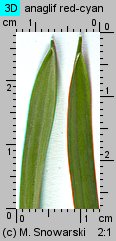 Gagea lutea (złoć żółta)