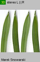 Gagea lutea (złoć żółta)