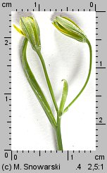 Gagea lutea (złoć żółta)