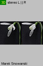 Galanthus nivalis (śnieżyczka przebiśnieg)