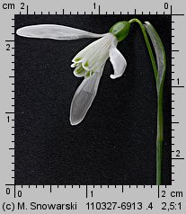 Galanthus nivalis (śnieżyczka przebiśnieg)