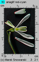 Galanthus nivalis (śnieżyczka przebiśnieg)