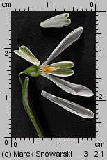 Galanthus nivalis (śnieżyczka przebiśnieg)