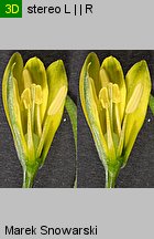 Gagea lutea (złoć żółta)