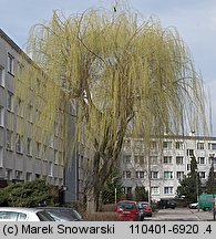 Salix ×sepulcralis (wierzba żałobna)