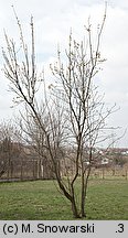 Salix caprea (wierzba iwa)