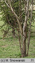 Salix caprea (wierzba iwa)