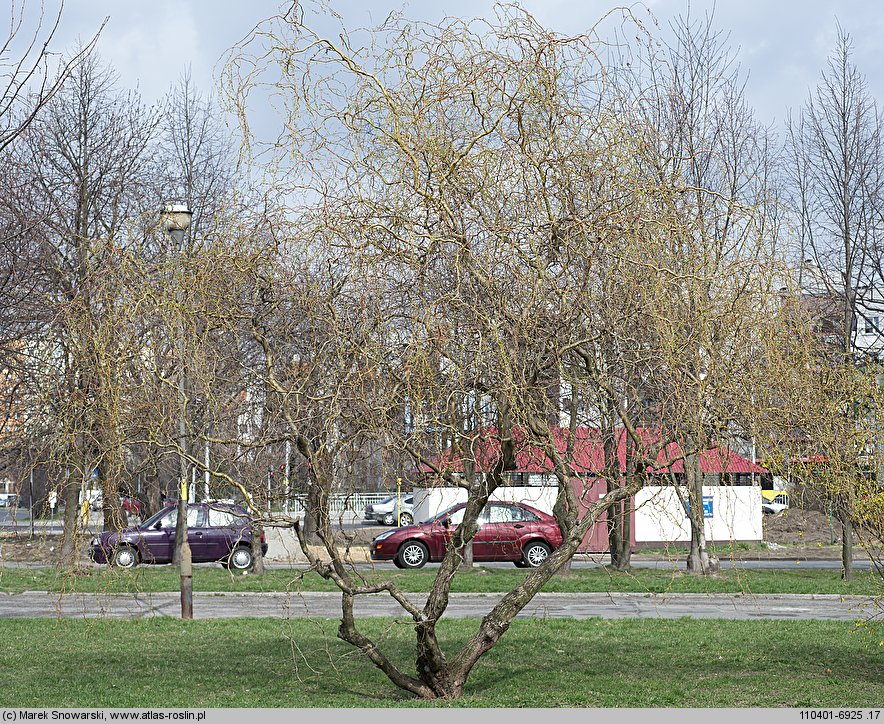 Salix hort. Erythroflexuosa