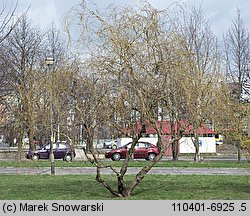 Salix hort. Erythroflexuosa