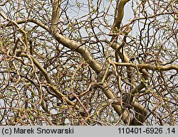 Salix hort. Erythroflexuosa