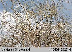 Salix Erythroflexuosa