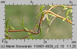 Salix hort. Erythroflexuosa