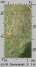 Salix hort. Erythroflexuosa