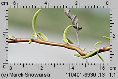 Salix hort. Erythroflexuosa
