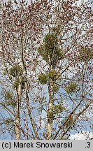 Populus ×canadensis (topola kanadyjska)