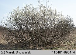 Salix cinerea (wierzba szara)