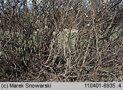 Salix cinerea (wierzba szara)