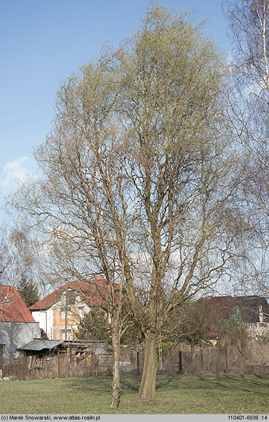 Salix babylonica Tortuosa