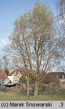 Salix babylonica Tortuosa