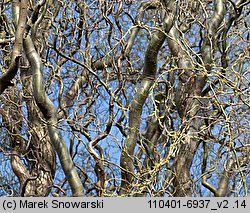 Salix babylonica Tortuosa