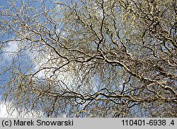 Salix babylonica Tortuosa