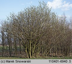 Salix cinerea (wierzba szara)