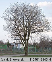 Salix caprea (wierzba iwa)