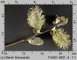 Salix cinerea (wierzba szara)