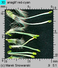 Salix cinerea (wierzba szara)