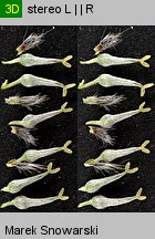 Salix cinerea (wierzba szara)