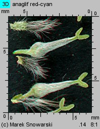 Salix cinerea (wierzba szara)