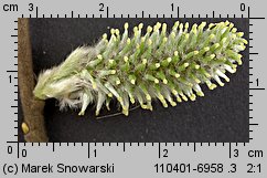 Salix caprea (wierzba iwa)