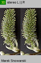 Salix caprea (wierzba iwa)