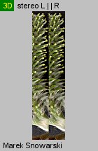 Salix caprea (wierzba iwa)