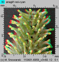 Salix caprea (wierzba iwa)