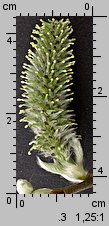 Salix caprea (wierzba iwa)