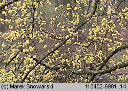 Cornus mas (dereń jadalny)