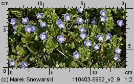 Veronica persica (przetacznik perski)