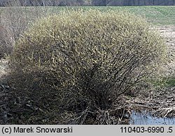 Salix purpurea (wierzba purpurowa)