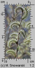 Salix purpurea (wierzba purpurowa)