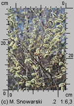 Salix purpurea (wierzba purpurowa)