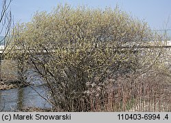 Salix purpurea (wierzba purpurowa)