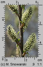 Salix viminalis (wierzba wiciowa)