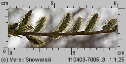 Salix viminalis (wierzba wiciowa)