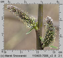 Salix viminalis (wierzba wiciowa)