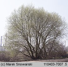 Salix fragilis (wierzba krucha)