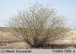 Salix viminalis (wierzba wiciowa)