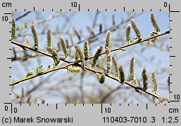 Salix viminalis (wierzba wiciowa)