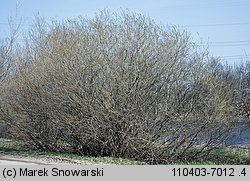 Salix purpurea (wierzba purpurowa)