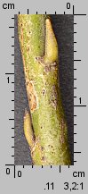 Salix viminalis (wierzba wiciowa)